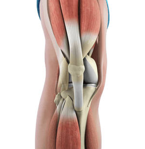 Knee Anatomy